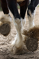 Images for Ultimate Horse Power