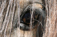 Equus 101 Logo and header banner