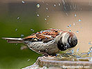 Birds Wash Wallpaper