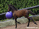 Horse Playing ball Wallpaper