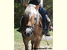 Horse Gallop Wallpaper