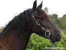 Horse Head Wallpaper